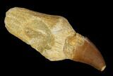 Fossil Rooted Mosasaur (Prognathodon) Tooth - Morocco #116955-1